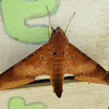 Ambulyx hawk moth