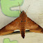 Ambulyx hawk moth