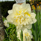 "Ice King" Daffodil