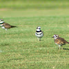 Killdeer