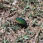 Fig-eater Beetle