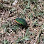 Fig-eater Beetle