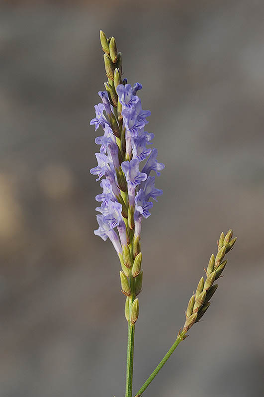 Desert Lavender