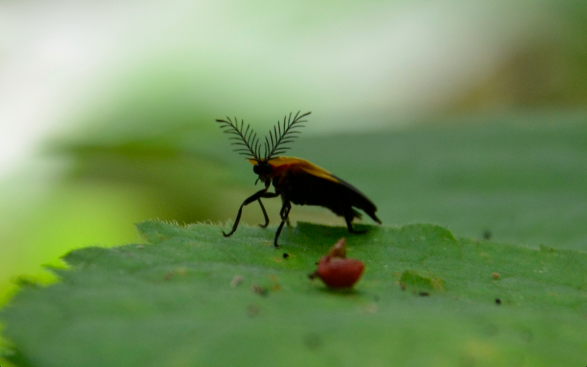 Firefly beetle