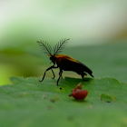 Firefly beetle