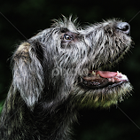 by Barbora Irish Wolfhound -  