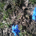 Siberian Squill