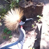 african crowned crane