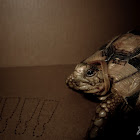 Kleinmann's tortoise