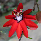 Crimson Passion Flower