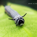 Dark blue tiger Caterpillar