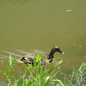 Mallard Duck