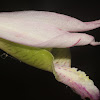 Rosebud Orchid