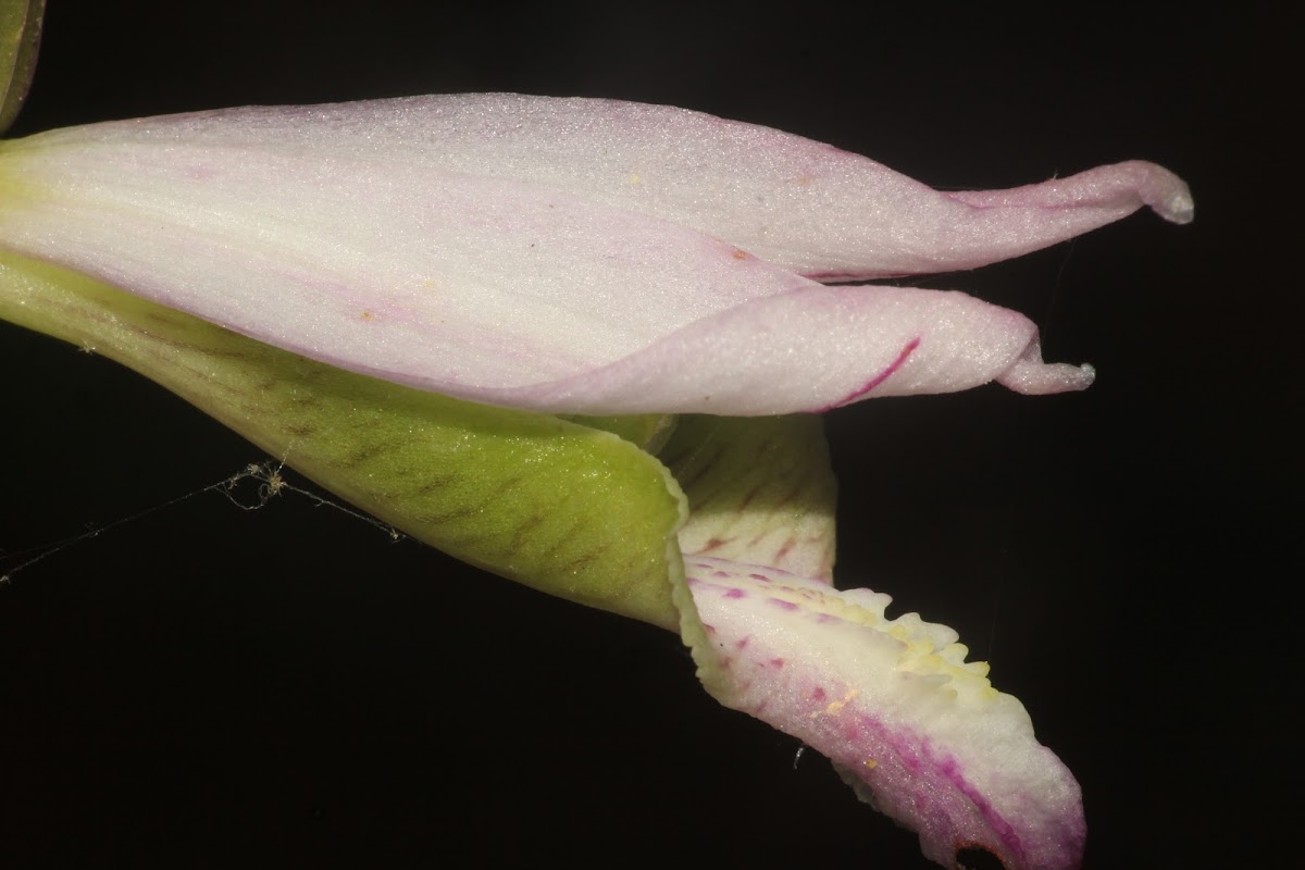 Rosebud Orchid