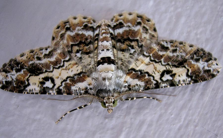 Green-eyed Geometer moth
