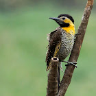 Picapau-do-campo (Campo Flicker)