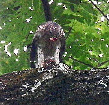 Cooper's Hawk (juvenile, eating)
