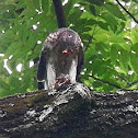 Cooper's Hawk (juvenile, eating)