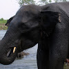 Asian Elephant/Indian Elephant