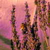 French lavender with bee
