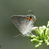 Grey Hairstreak Butterfly