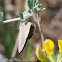 Long-tailed Blue