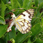 Brown-veined White or Pioneer White