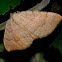 Yellow Shell, Concha amarilla