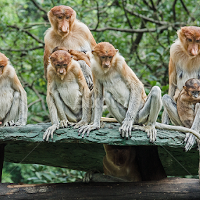The Family by Stefanus Ming - Animals Other Mammals