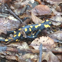 Fire salamander / Feuersalamander