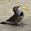 Northern Flicker (Red Shafted)