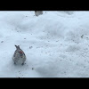 Common Redpoll