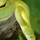 Green Tree Python