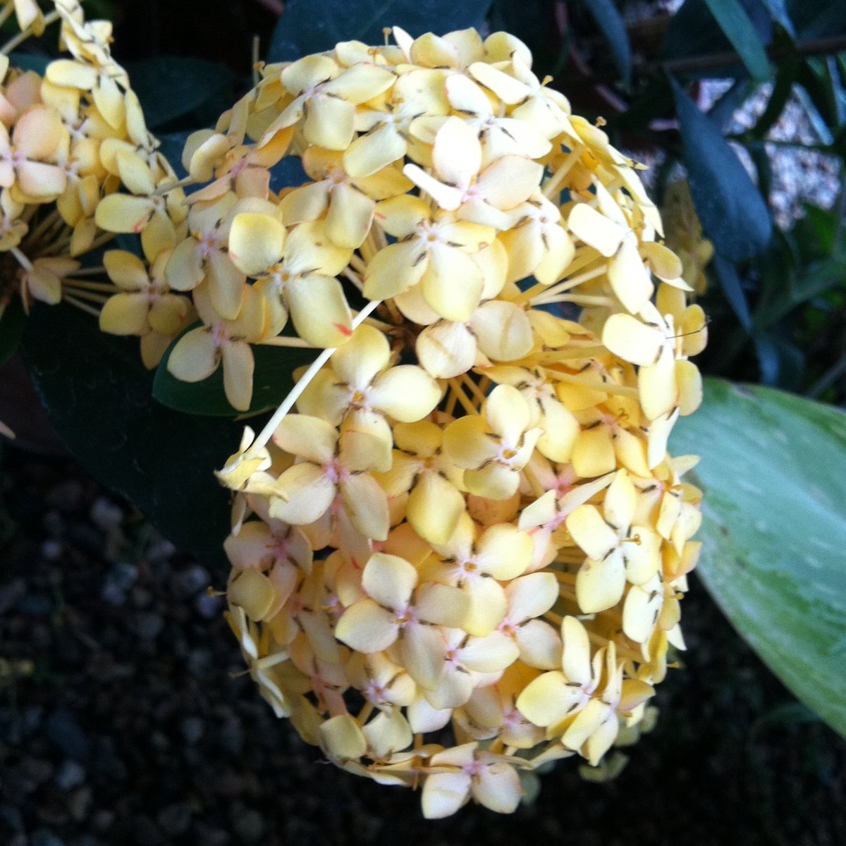 Yellow Ixora