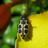 Beetle, Besouro
