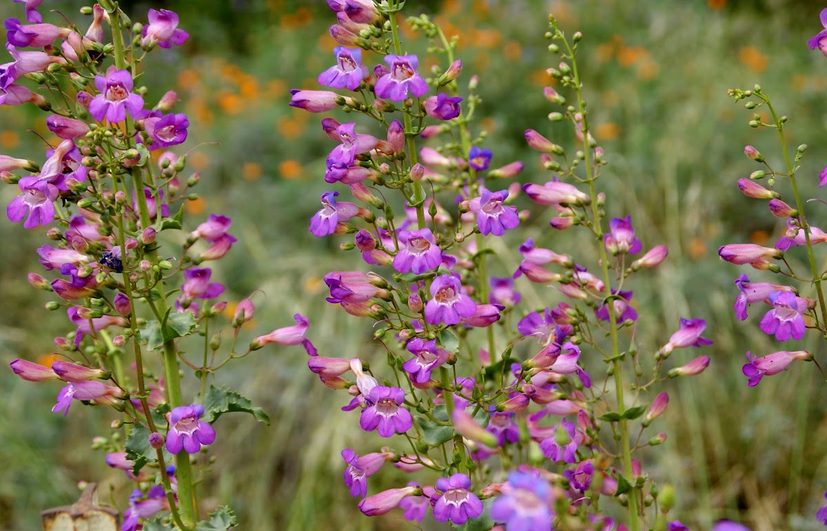 Penstemon