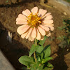 Zinnia