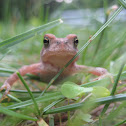 Common toad