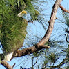 Bald eagle with nest