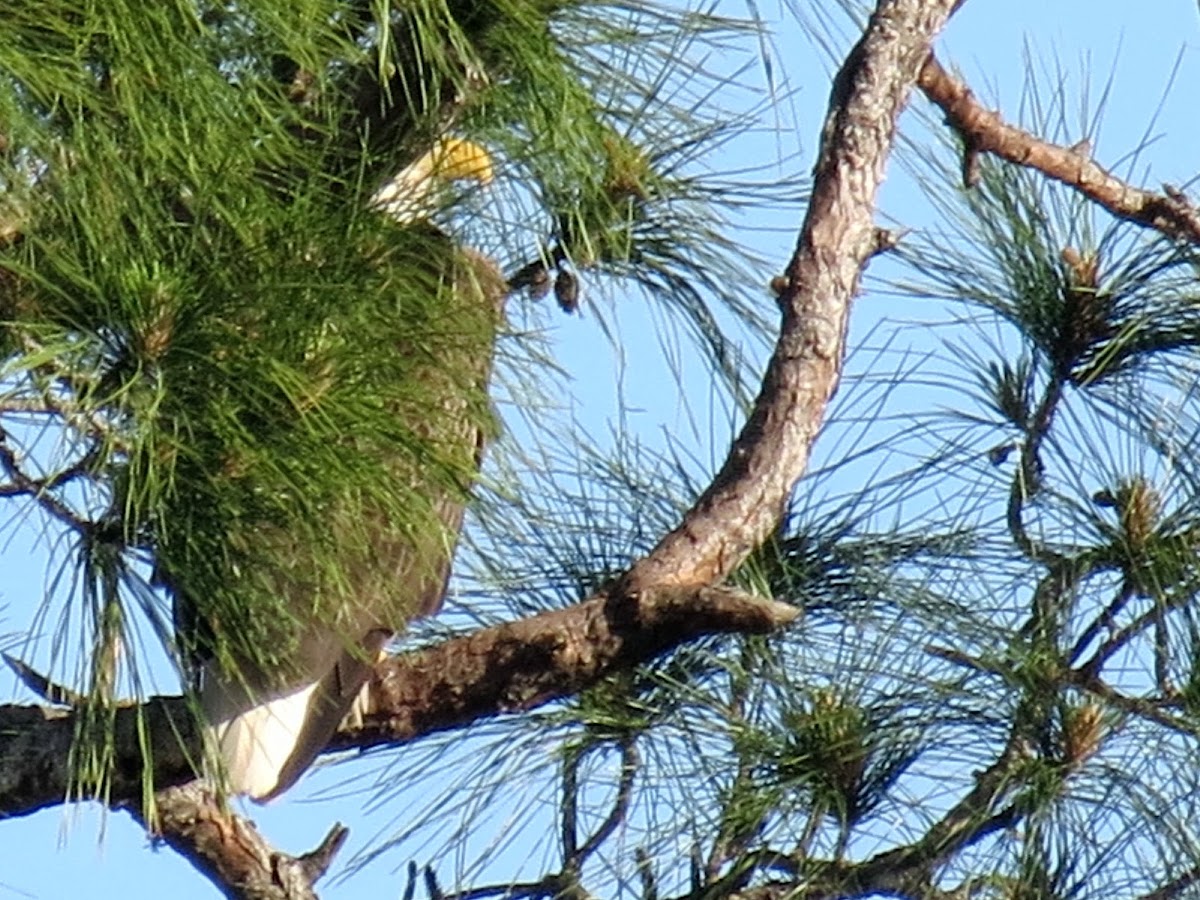 Bald eagle with nest