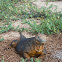 Galapagos Land Iguana