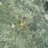 Golden Coral Shrimp