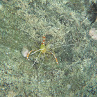 Golden Coral Shrimp