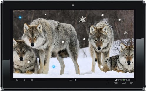 Wolf Best live wallpaper Screenshots 0