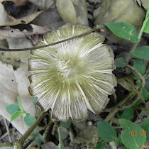 South Indian Mushrooms