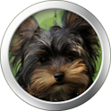 Yorkshire Terrier Clock Widget logo