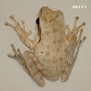 Common tree frog