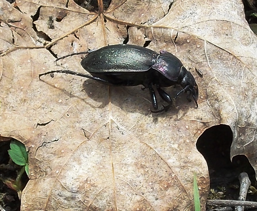 European Ground Beetle