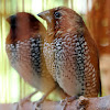 Scaly-breasted Munia (Nutmeg Mannikin/Spice Finch)