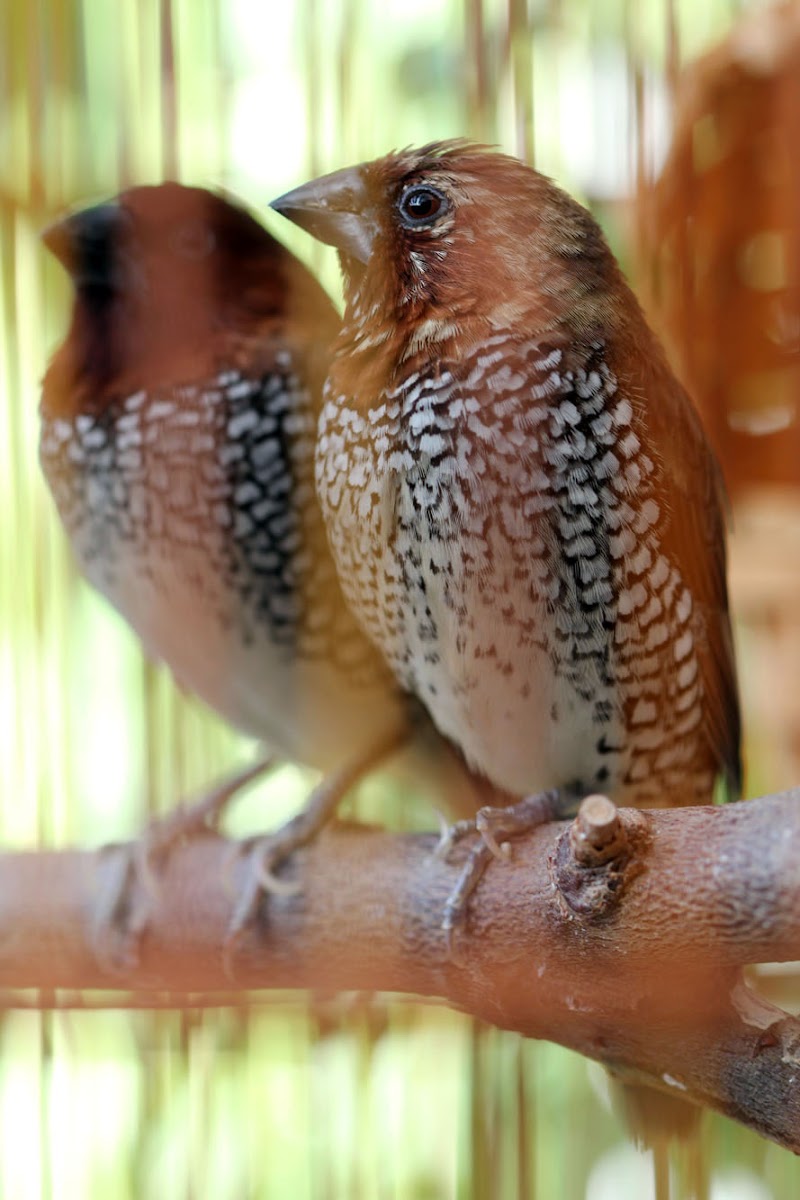 Scaly-breasted Munia (Nutmeg Mannikin/Spice Finch)